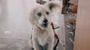 James Gunn’s Superman Soars Toward Oscar Glory