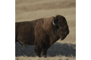Lily Gladstone’s Buffalo Conservation Doc Hits PBS Amid Attacks